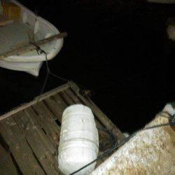 ありがとうメバル